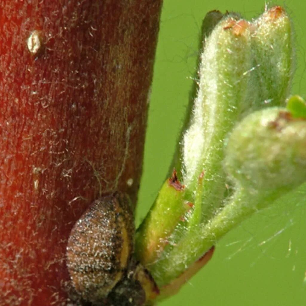 Калифорнийская щитовка Quadraspidiotus perniciosus. Яблоневая запятовидная щитовка. Розанная щитовка. Сливовая ложнощитовка. Щитовка это