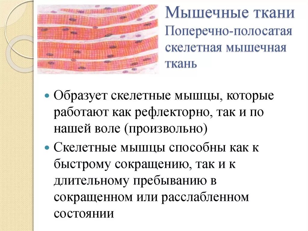 Отличие гладкой и поперечно полосатой ткани. Поперечно Скелетная мышечная ткань. Поперечно-полосатая Скелетная мышечная ткань. Поперечнополосатая склетеная мышечная ткань. Скелетные мышцы ткань.