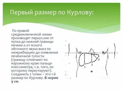 Нормальные размеры печени по курлову
