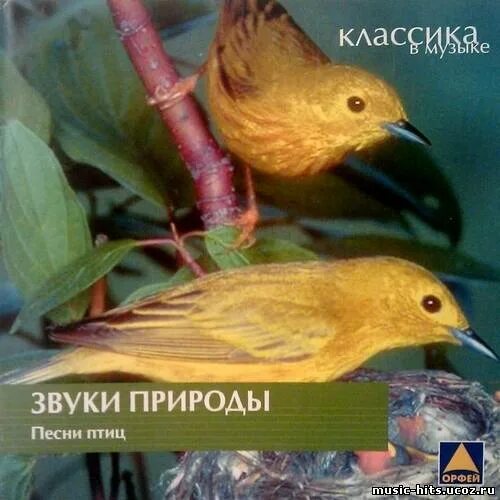 Звуки природы птицы. Птицы-песни. Песенник птица. Песня про птиц.