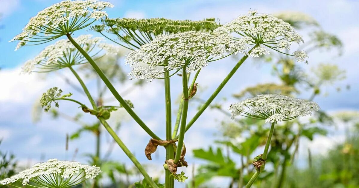 Борщевик сибирский ядовитый. Большевик растение ядовитое. Борщевик off. Борщевик ядовитое растение. Ядовитый борщевик сосновского.