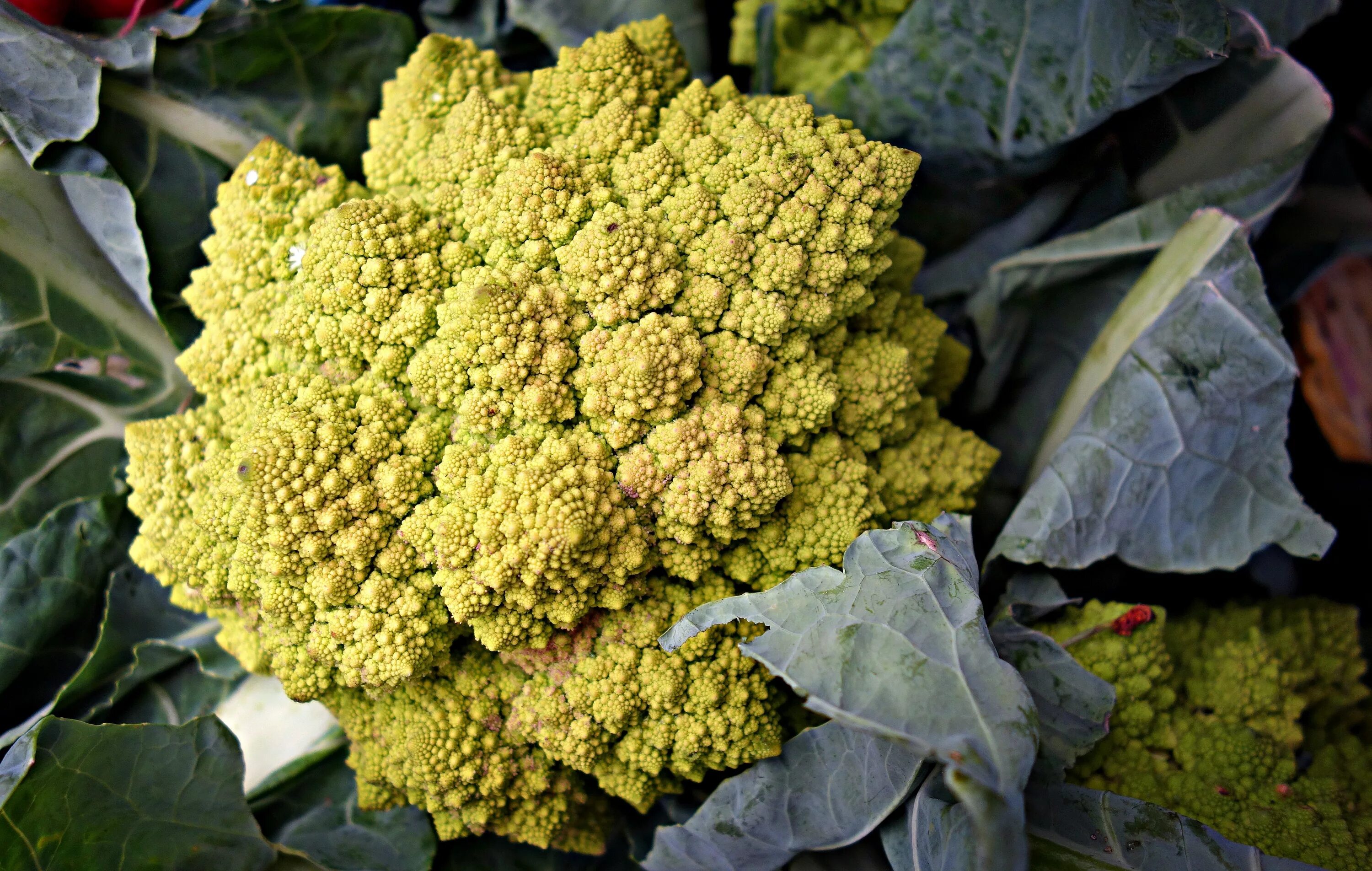 Капуста романеско. Brassica oleracea. Цветной капусты (Brassica cauliflora).. Brassica Pekinensis. Как цветет капуста