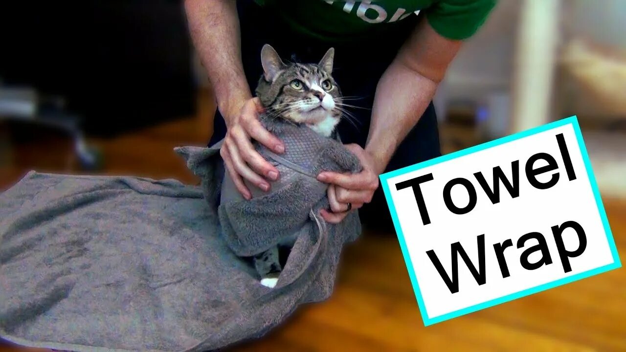 My cat is give. Cat in towel. hold a cat. your_cat. pat the cat.