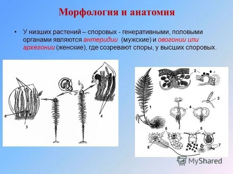 Имеют придаточные корни антеридии и архегонии