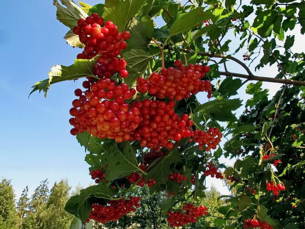 В каком городе снимали калину красную