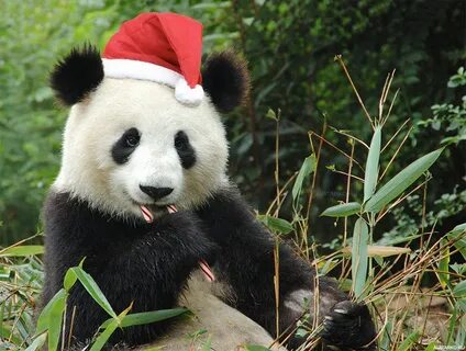 Pandas def