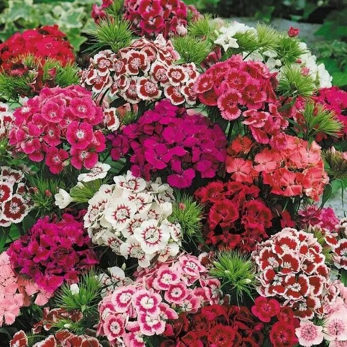 Диантус, гвоздика (турецкая). Гвоздика бородатая - Dianthus barbatus. Гвоздика бородатая турецкая Монпансье. Цветы турецкой гвоздики