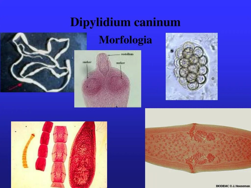 Dipylidium caninum. Цепень тыквовидный собачий. Тыквовидный цепень Финна. Dipylidium caninum (дипилидиоз, огуречный цепень).