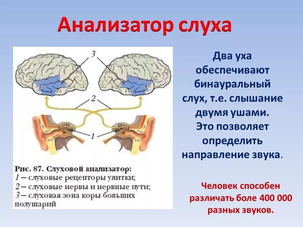 Схема слухового анализатора рецепторы. Строение слухового анализатора с коры. Основные зыень слкхового анадищатора. Части слухового анализатора схема.