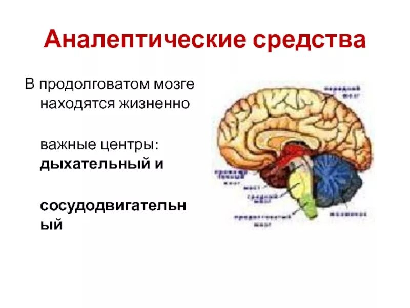 Сосудодвигательный центр в мозге. Отдел головного мозга в котором расположен центр дыхания. Сосудодвигательный центр располагается в продолговатом мозге. Дыхательный центр продолговатого мозга. Продолговатый мозг центр дыхания.