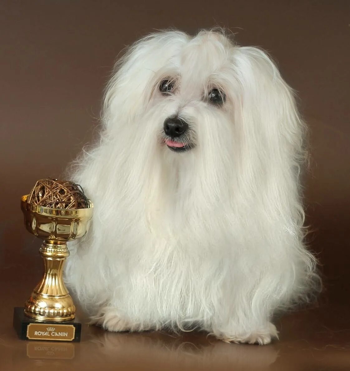 Болонка терьер. Мальтийская болонка. Болонка мальтезе. Декоративные собаки маленьких пород. Декоративная болонка собака.