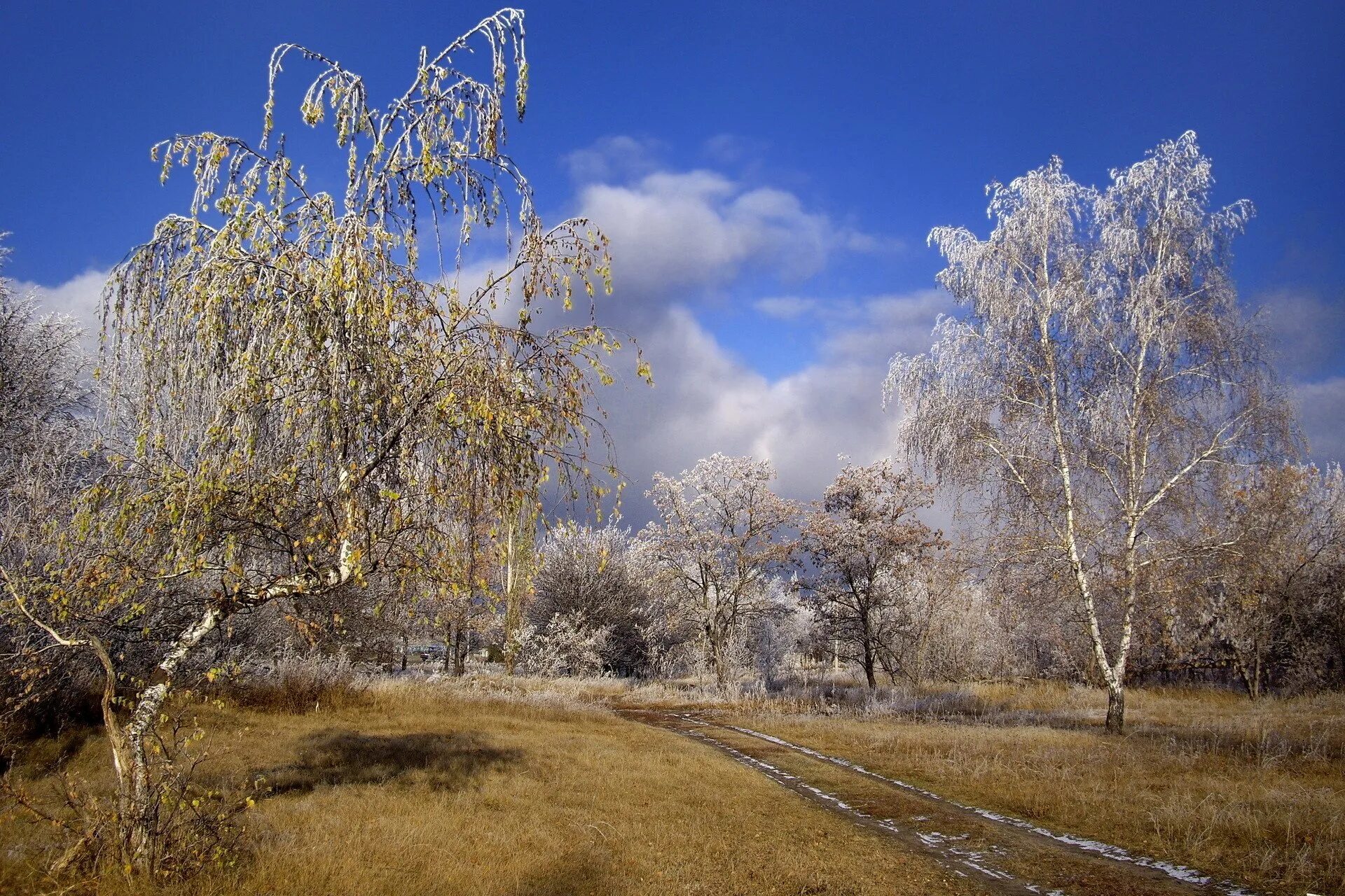 Природа в ноябре. Поздняя осень. Поздняя Весна. Ранняя и поздняя Весна. Иней на деревьях осенью.