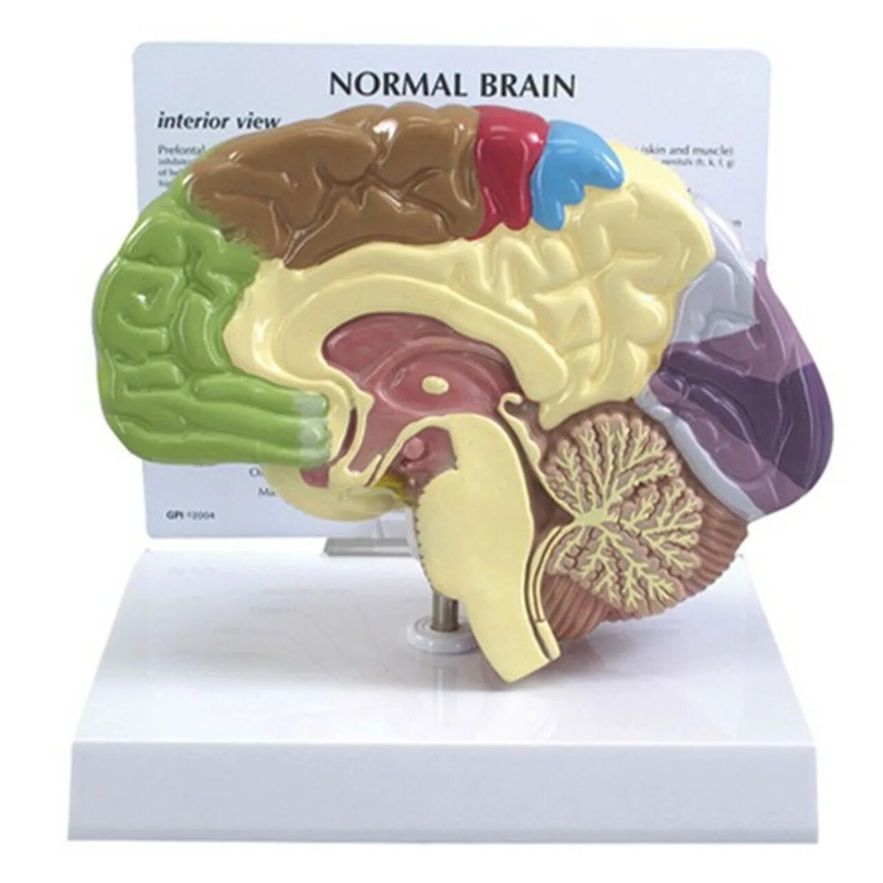 Муляж мозга. Анатомическая модель мозга. Макет головного мозга. Муляж головного мозга человека. Мозг купить спб