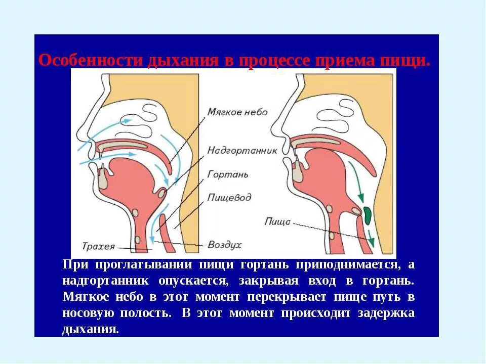 Проглатывание слюны. Попадание пищи в гортань. Пища попала в дыхательные пути. Попадание еды в дыхательные пути.