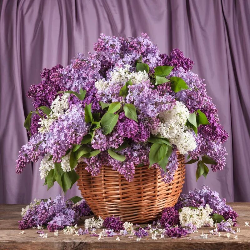 Фото корзины сирени. Фото корзины сирени. Корзинка с сиренью красиво букет. Бузин. Букет сирени в корзине.