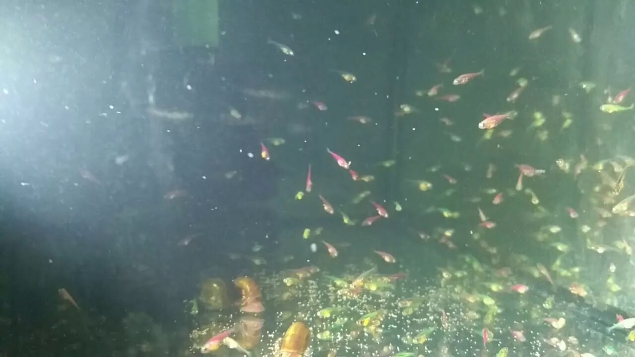 Как выглядит икра тернеции. Развитие икры тернеции. Икра аквариумных рыбок тернеции. Как выглядит икра тернеции. Тернеция мальки.