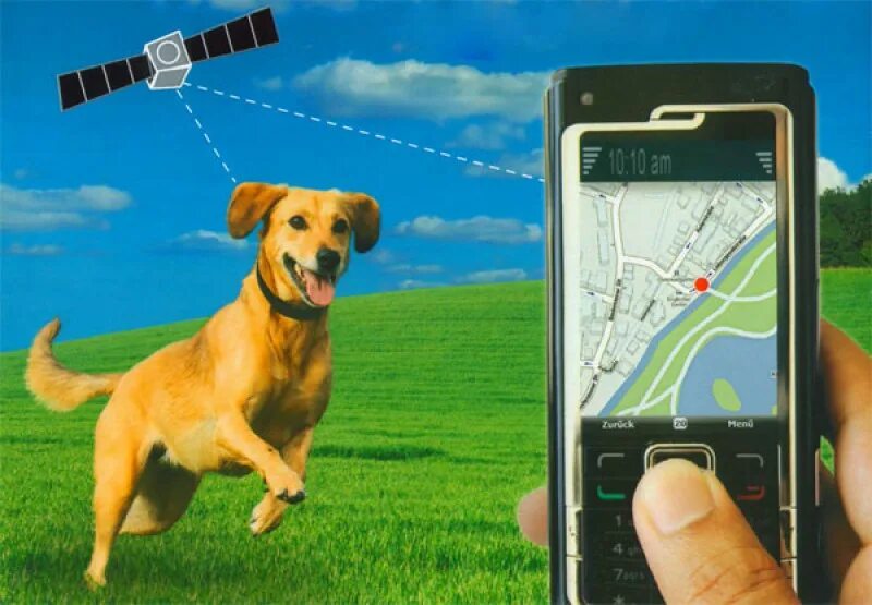 Метка для собак. Жпс трекер для животных\. Электронный ошейник GPS трекер для собак. GPS трекер для собак с навигатором. Датчики на животных.