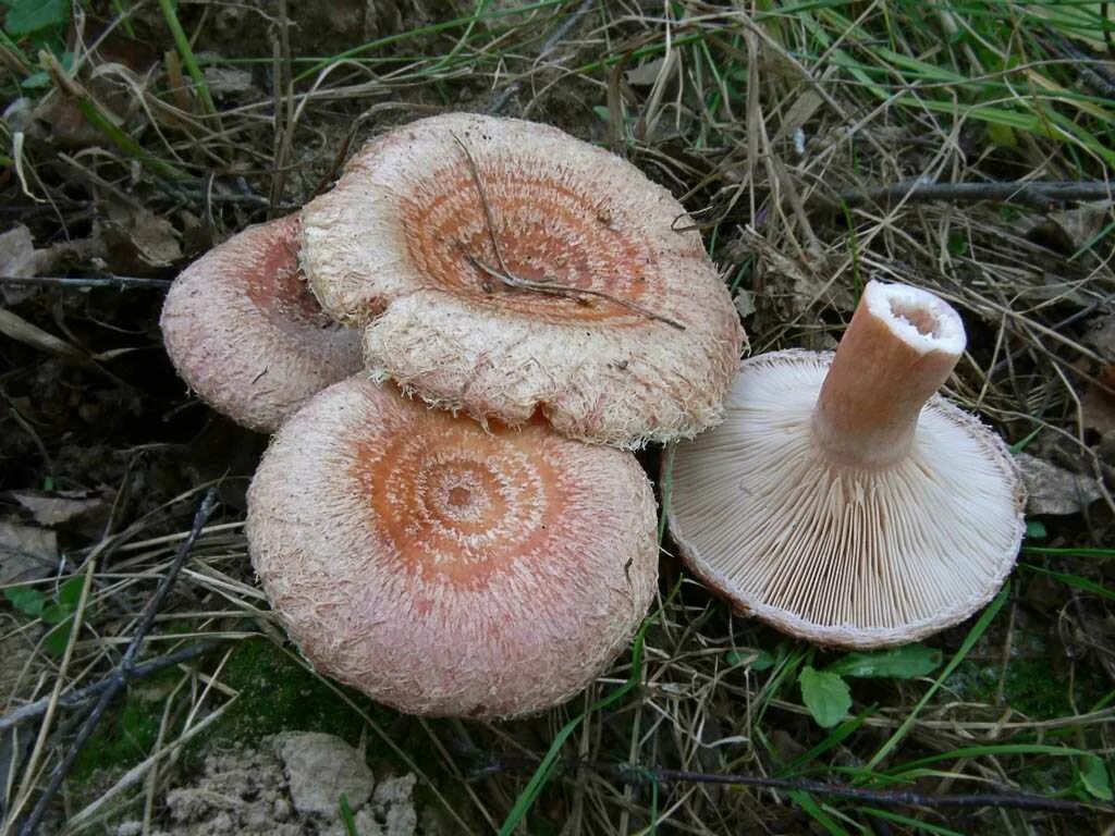Волнушка съедобный или нет. Волнушки грибы. Гриб волнушка розовая. Волнушка розовая съедобные грибы. Волнушка розовая ( Lactarius torminosus.
