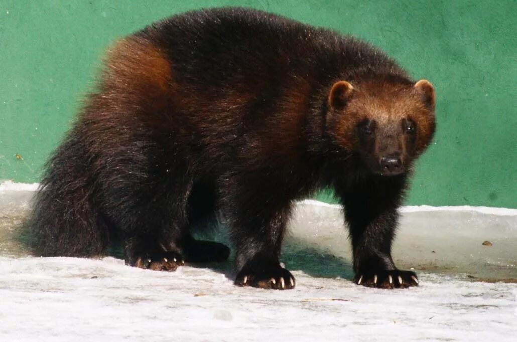 маха животное. маха животное. восточно сибирская росомаха. маха животное. ластоногие нерпа.