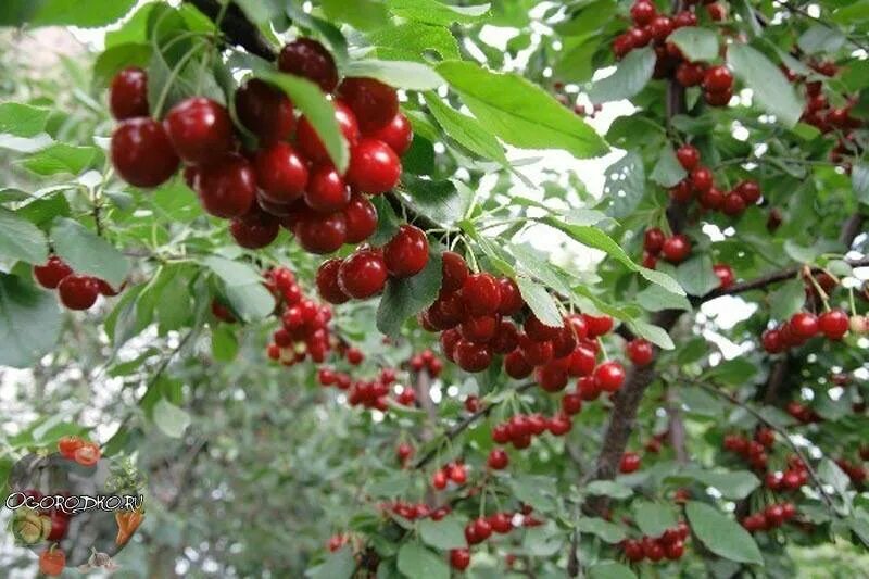 Вишня тургеневская. Вишня Тургеневка. Вишня сорт Тургеневка. Черешня Тургеневская. Вишня Тургеневка дерево.