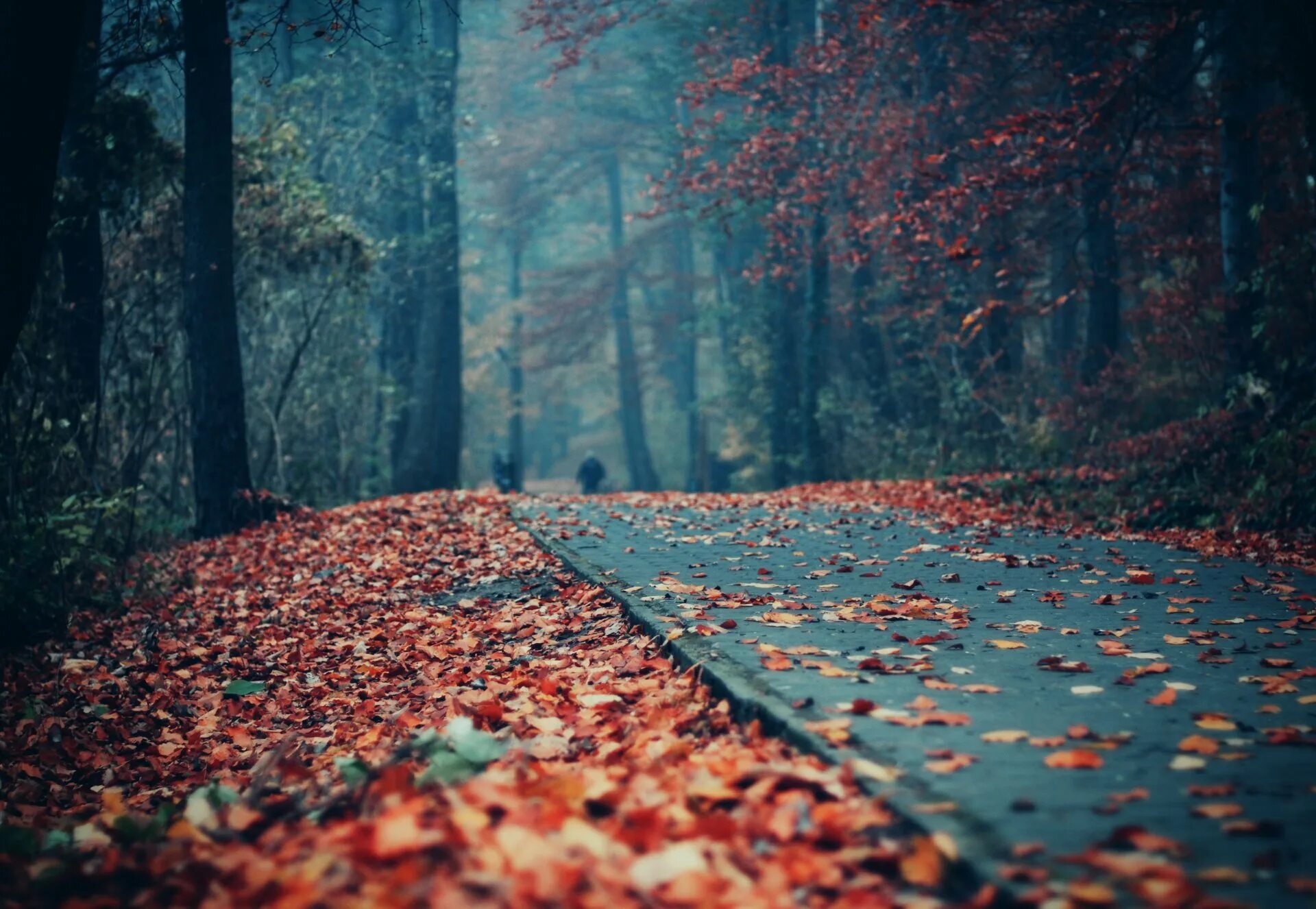 Осень без людей. Осень. Осенний парк. Осень одиночество. Осень картинки.
