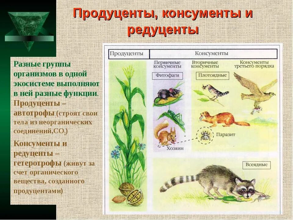 Продуценты консументы 1 порядка консументы. Продуценты 2) консументы 3) редуценты. Продуценты консументы редуценты порядок. Косниенты продуцееты редуценты.