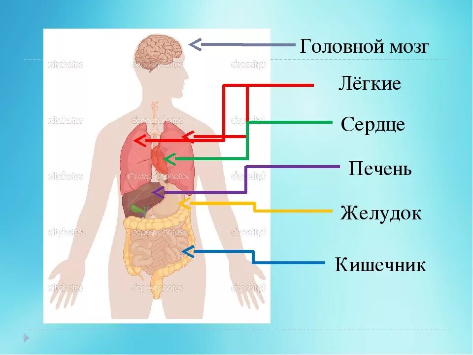 Схема строения человека 4 класс. Строение тела человека. Части тела внутренние органы. Строение человеческой части тела. Строение ЧТЕЛО человек.