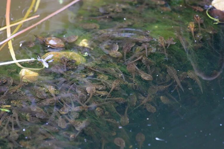 Головастики едят водоросли. Головастики в пруду. Домашние головастики. Водяные растения головастики.