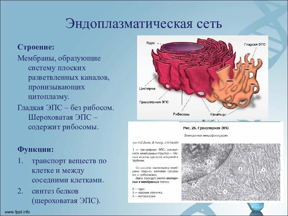 Эпс участвует в синтезе белка. Гладкая эндоплазматическая сеть строение и функции. Функции гладкой и шероховатой эндоплазматической сети. Шероховатая эндоплазматическая сеть. Эндоплазматическая сеть гладкая и шероховатая.