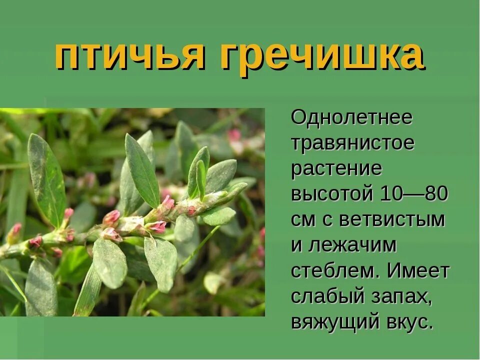 Как выглядит птичья гречишка тысячелистник пустырник. Птичья гречишка тысячелистник пустырник. полынь подорожник птичья гречишка. цветок птичья гречишка. птичья гречишка описание.