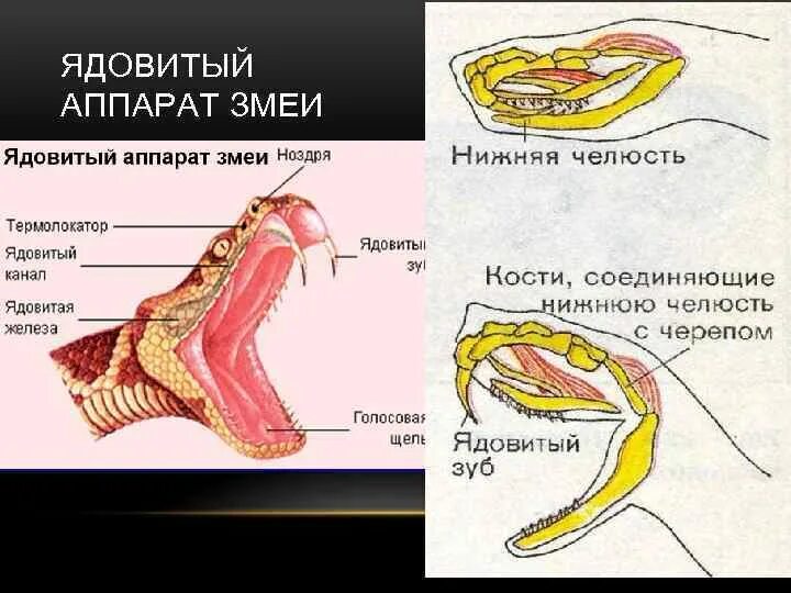 Какой признак внешнего строения змеи. Строение зубов ядовитой змеи. Строение ядовитого аппарата змей. Строение ядовитых зубов у змей.