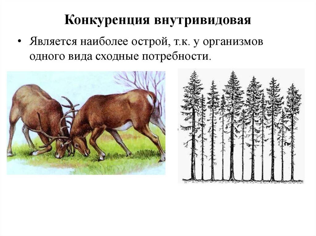 Внутривидовая и межвидовая конкуренция. Внутривидовая конкуренция примеры. Внутривидовая это. Внитривидоваяконкуренция примеры.