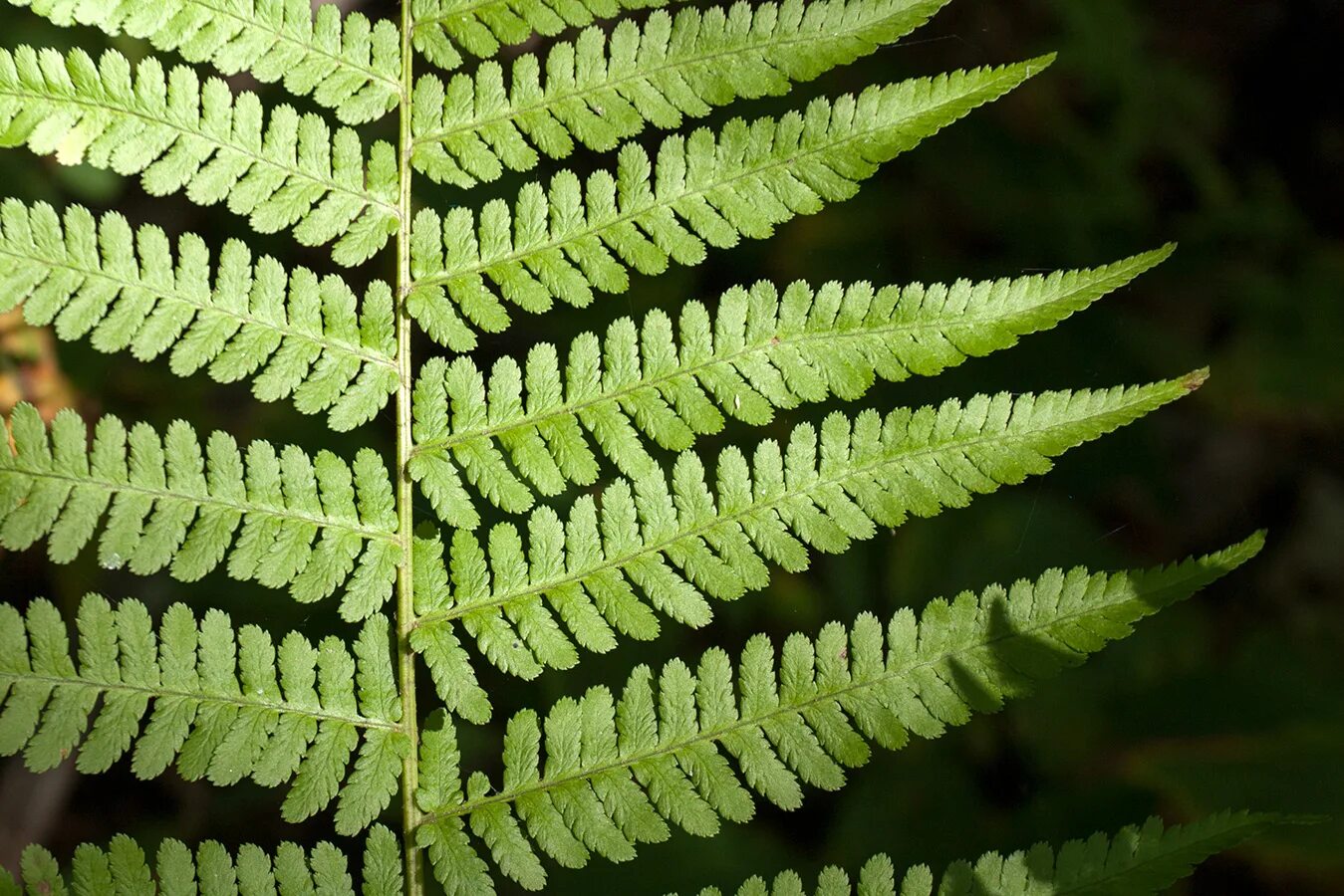 Щитовник мужской. Папоротник Щитовник. Щитовник мужской dryopteris filix-mas. Dryopteris - Щитовник. Папоротник Щитовник мужской.