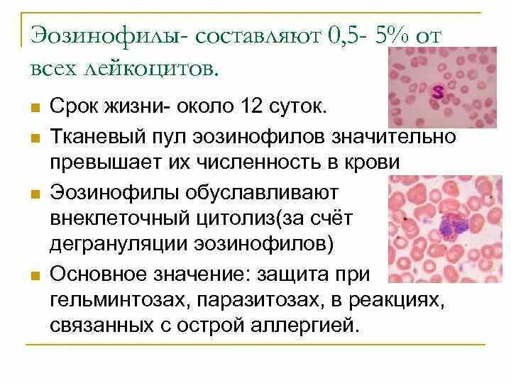 Эозинофилы строение функции Продолжительность жизни. Продолжительность жизни эозинофилов. Эозинофилы срок жизни. Эозинофилы функции. Эозинофилы 0 9