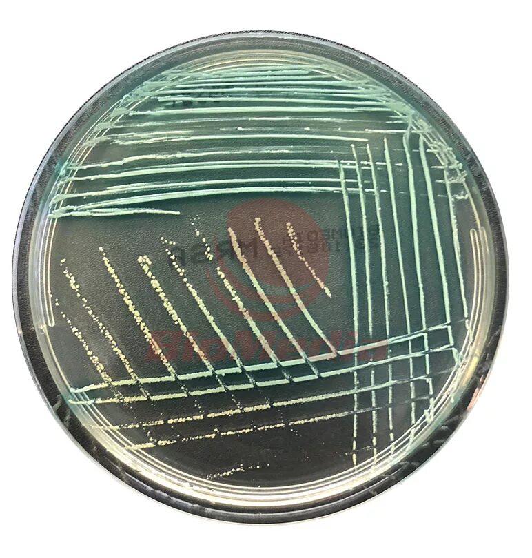 Хромогенные питательные среды. Среда хромогенный агар. Биомедиа питательные среды. Хромогенный агар для стафилококков. Готовые питательные среды