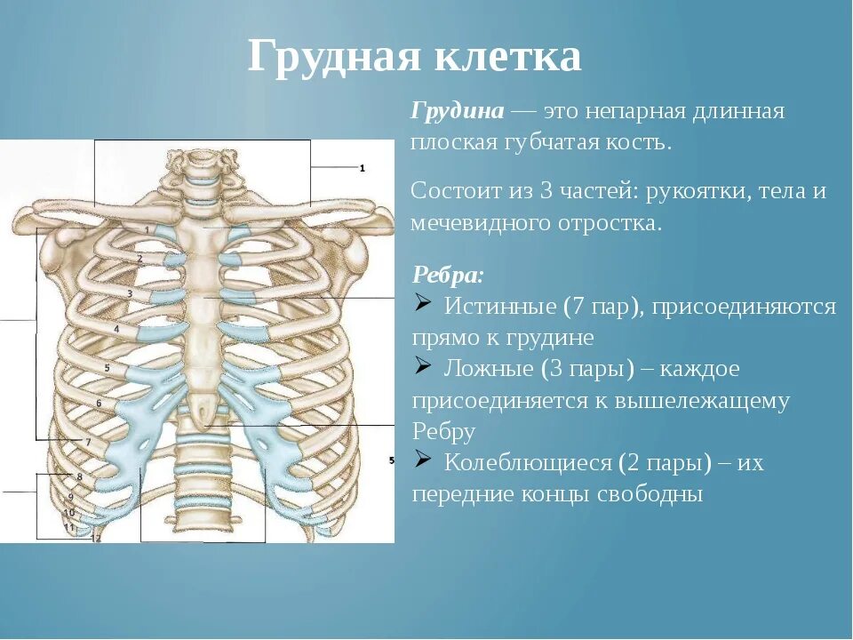 Скелет грудной клетки анатомия. Из каких костей состоит скелет грудной клетки. Грудная клетка кости скелета. Грудная клетка строение анатомия.