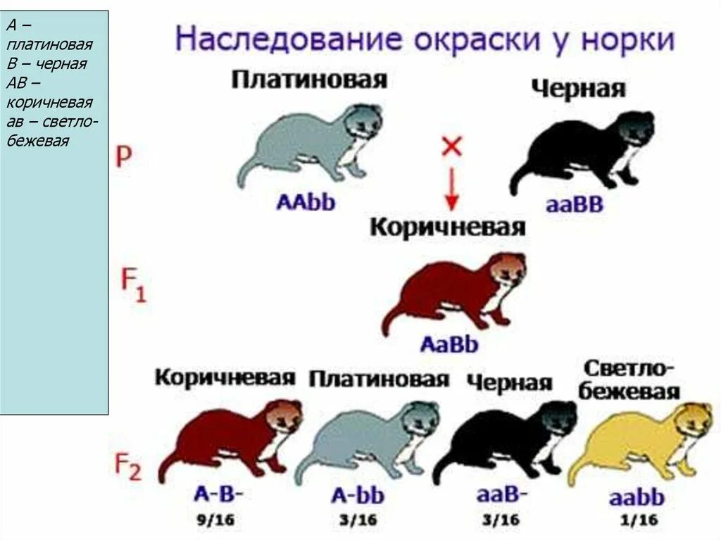 Наследование окраски у норки. Наследование окраски шерсти у мышей. Наследование признаков у животных. Наследование цвета у кошек.