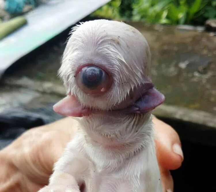 одноглазый пес. родился 1 щенок. щенок зеленого цвета родился. необычные собаки. новорождённые щенки корги пемброк.