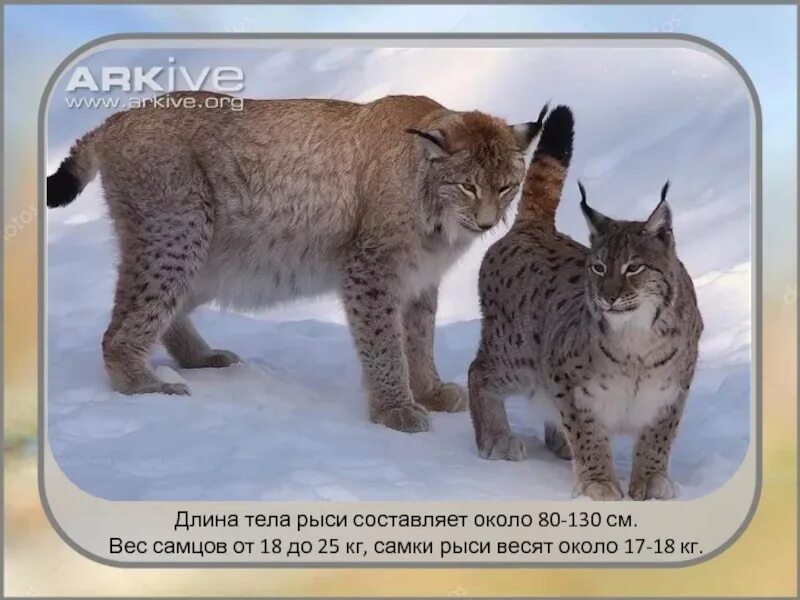 Длина рыси. Рысь самка и самец отличия. Фото беременной рыси. Картинки беременной рыси.