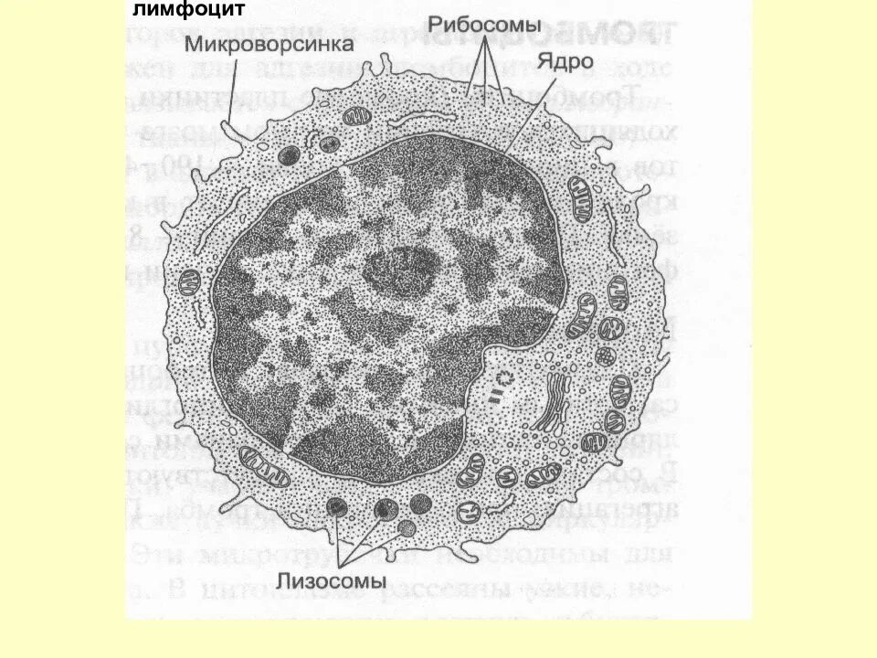 Строение т лимфоцитов гистология. Лимфоциты строение гистологическое. Лимфоциты гистология строение. Строение лимфоцита рисунок. Лимфоциты структура