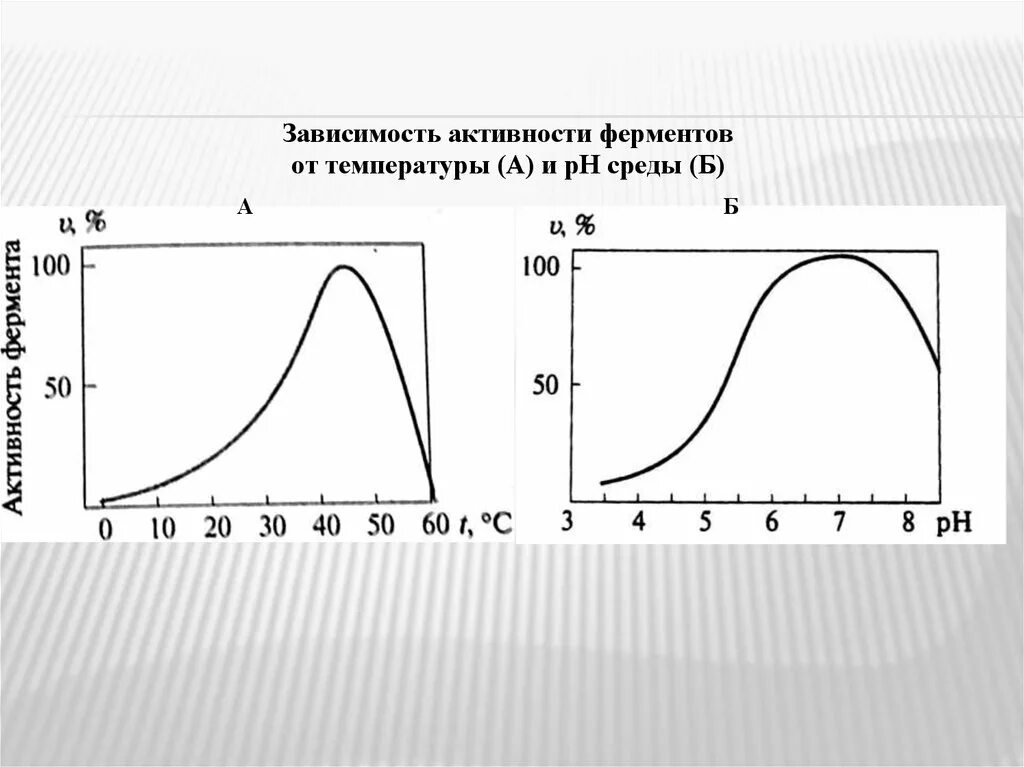 Зависимость активности ферментов от PH И температуры. Зависимость активности ферментов от температуры и РН среды. Зависимость активности ферментов от PH среды.