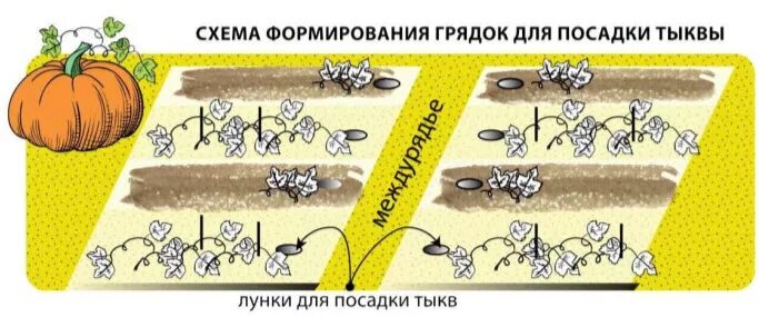 На каком расстоянии садить арбузы