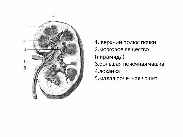 Почечная лоханка рисунок. Строение чашечно лоханочной системы. Почечные чашки и лоханка. Большие и малые чашечки почки. Почечные чашечки и лоханки.