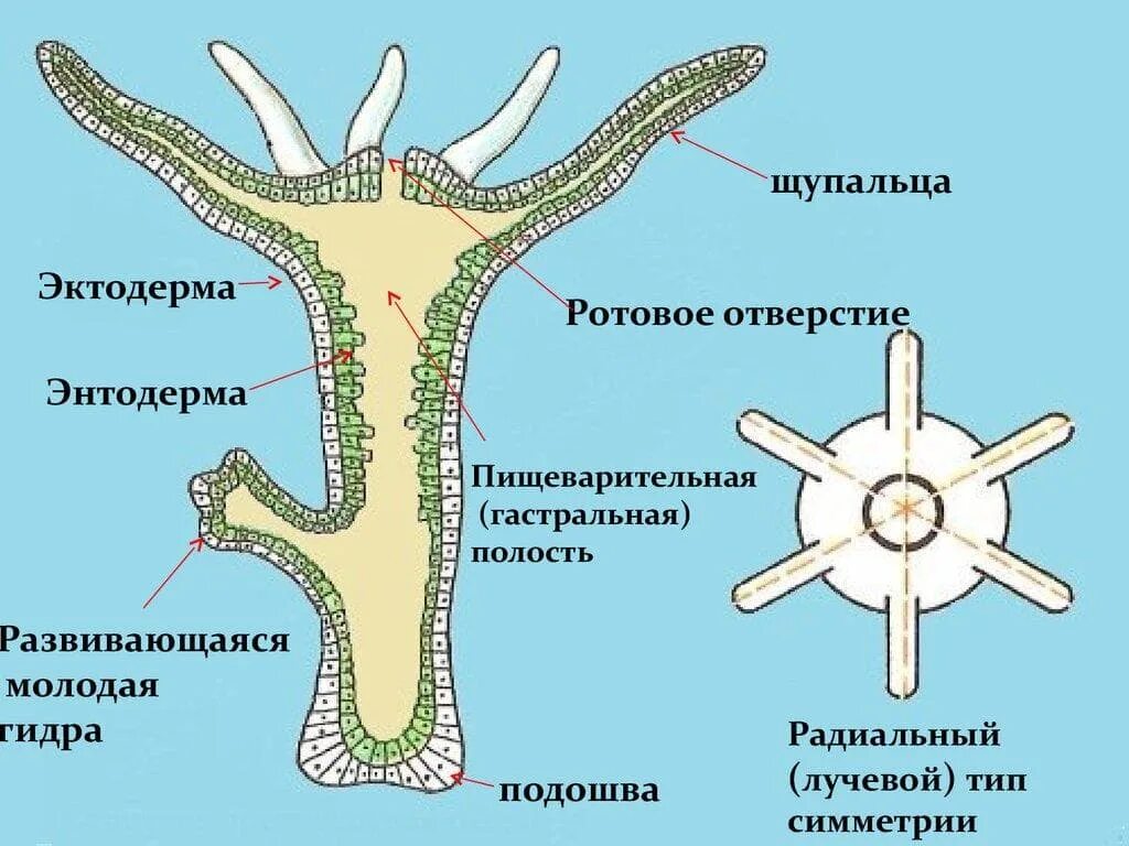 Строение гидры Кишечнополостные. Гидра Пресноводная строение. Гидра Пресноводная обыкновенная. Строение гидроидных. Радиальная симметрия диффузная нервная система анаэробное