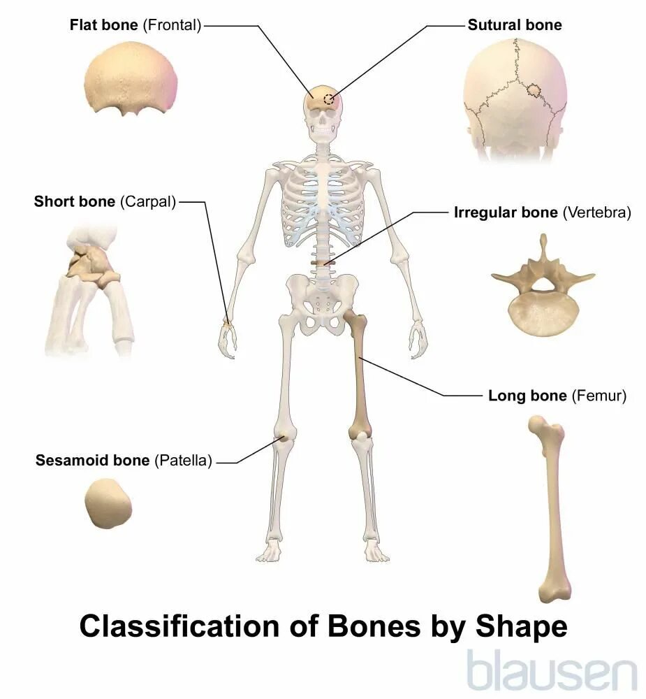 Bone bone shape