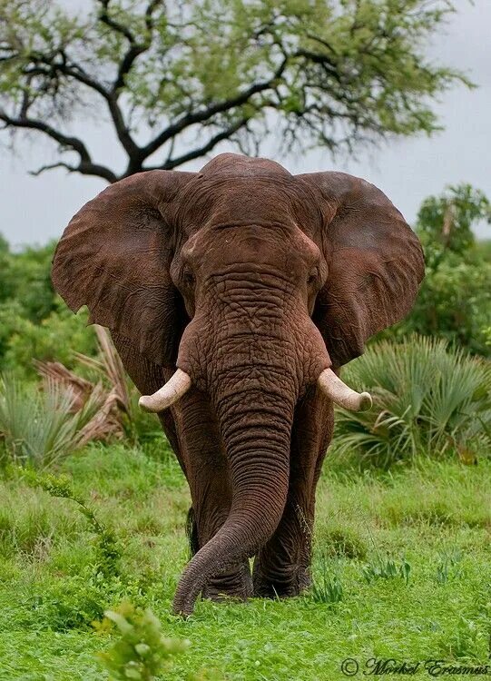 Huge elephant. Африканский Лесной слон. Афринский Лесной слон. Слоны в джунглях. Африканский слон в джунглях.