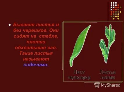 Жилкование лилейных