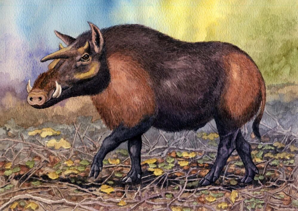 Grice extinct pig