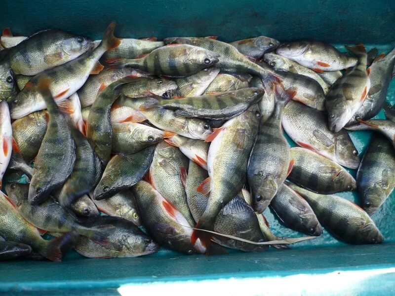 куча окуней. много окуня. ведро окуней. улов окуня. ведро с рыбой.