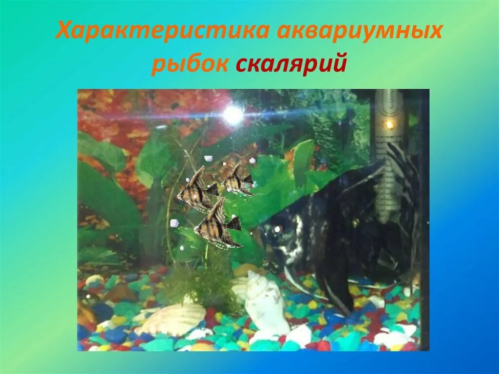 Как умертвить аквариумную рыбку